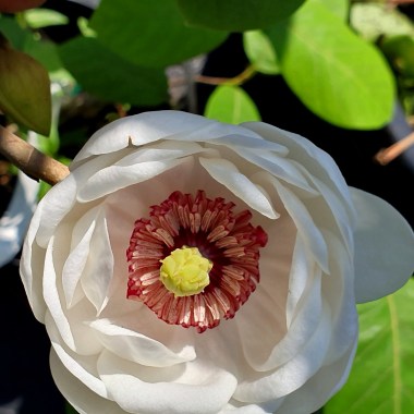 Magnolia sieboldii
